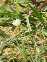Ranunculus aquatilis