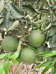 Citrus