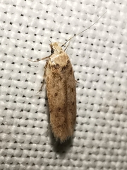 Bryotropha plebejella