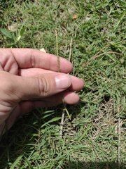 Eremochloa ophiuroides