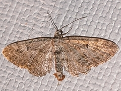 Eupithecia icterata