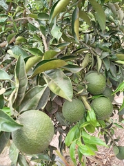 Citrus