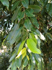 Syzygium cumini