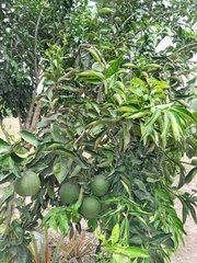 Citrus