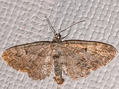 Eupithecia icterata