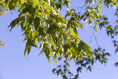 Platanus wrightii