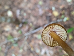 Entoloma luteum