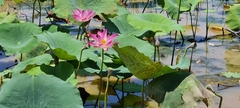 Nelumbo nucifera