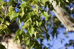 Platanus wrightii