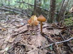 Entoloma luteum