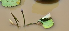 Nelumbo nucifera