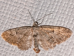 Eupithecia icterata