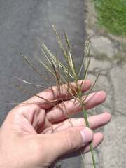 Dichanthium annulatum annulatum