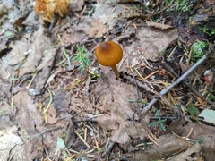 Entoloma luteum