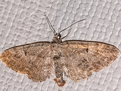 Eupithecia icterata