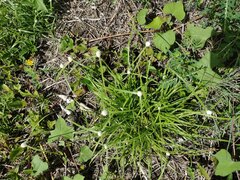 Cyperus mindorensis