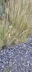 Bouteloua curtipendula