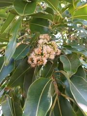Syzygium cumini