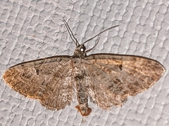 Eupithecia icterata