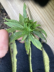 Procecidochares atra