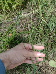 Panicum repens