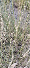Bouteloua curtipendula
