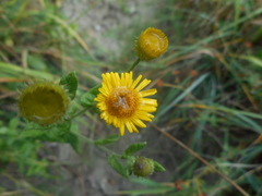 Pulicaria dysenterica dysenterica