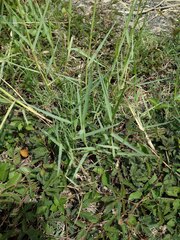 Panicum repens