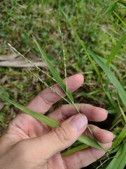 Urochloa glumaris
