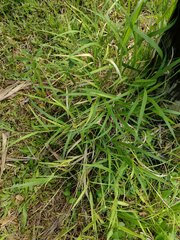 Urochloa glumaris