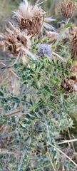 Cirsium ochrocentrum