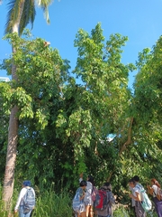 Syzygium cumini