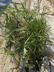 Cyperus alternifolius