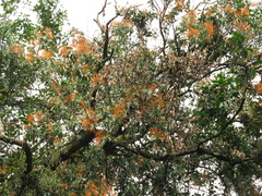 Psittacanthus schiedeanus