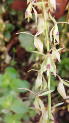 Epidendrum moritzii