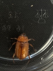 Cyclocephala