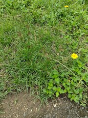 Fimbristylis dichotoma