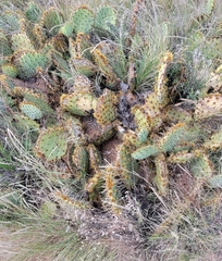Opuntia gilvescens
