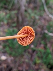 Entoloma quadratum