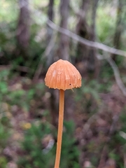 Entoloma quadratum