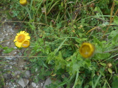 Pulicaria dysenterica dysenterica