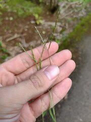 Digitaria radicosa