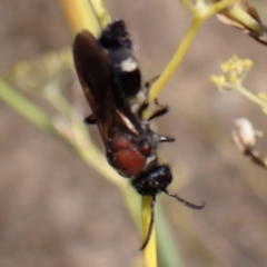 Mutillidae