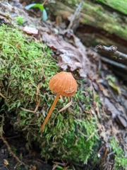Entoloma quadratum