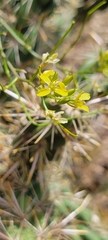 Gutierrezia microcephala