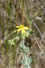 Hypericum tomentosum