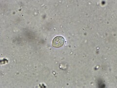 Craterellus tubaeformis