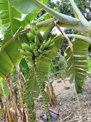 Musa × paradisiaca