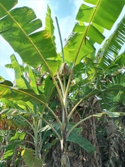Musa × paradisiaca