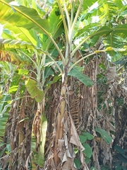 Musa × paradisiaca